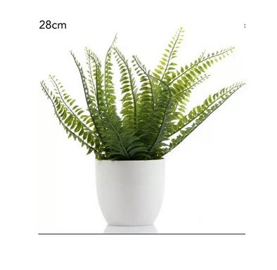 26CM POTTED BOSTON FERN